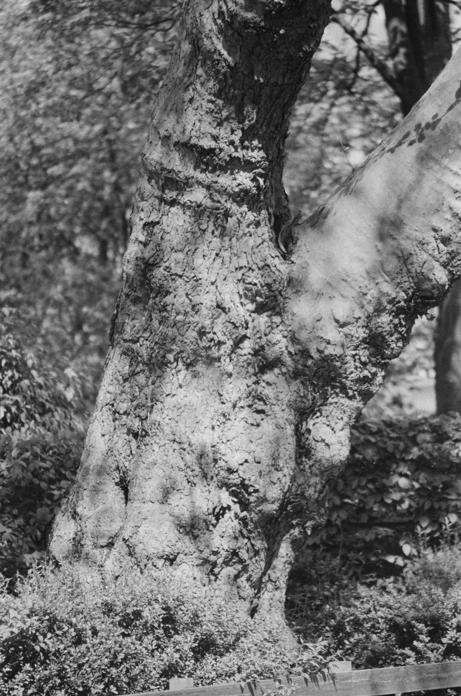 The bark of a tree in direct sunlight is a real test for the exposure lattitude of the film. Shot on Agfa APX 400