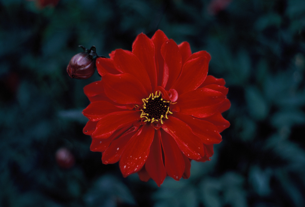 A red Dahlia on green to teal background. Shot on Kodak Ektachrome E100.
